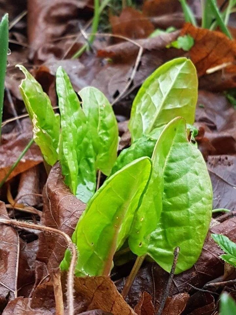 欧亚美味野菜之13--酸模 酸模是一种全株可以入药的野菜,在欧洲的很多