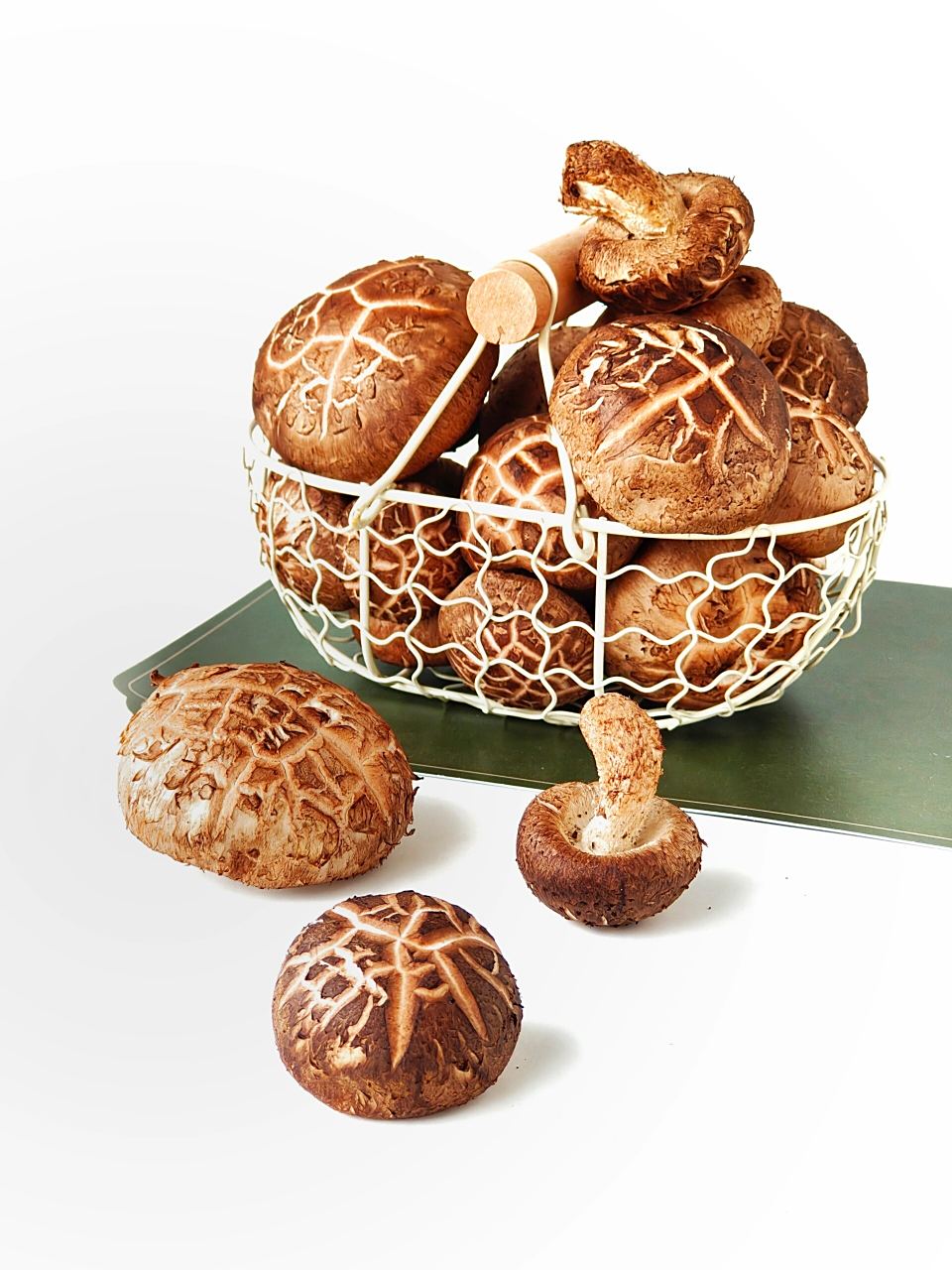 绘画素材|1000幅~花菇