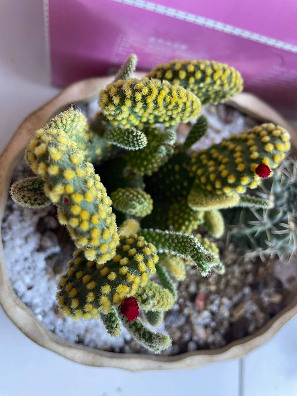 仙人掌(黄毛掌)91开花98 偶然遇到朋友家的这株仙人掌91,长得好