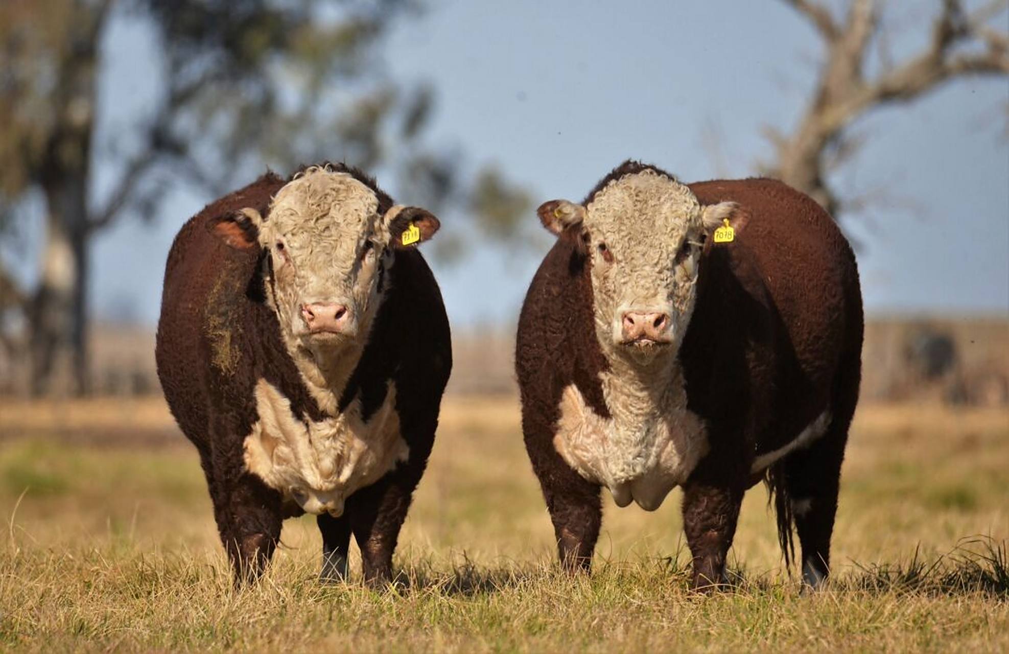 阿根廷牛种介绍—海福特牛   是世界上最富饶的农业