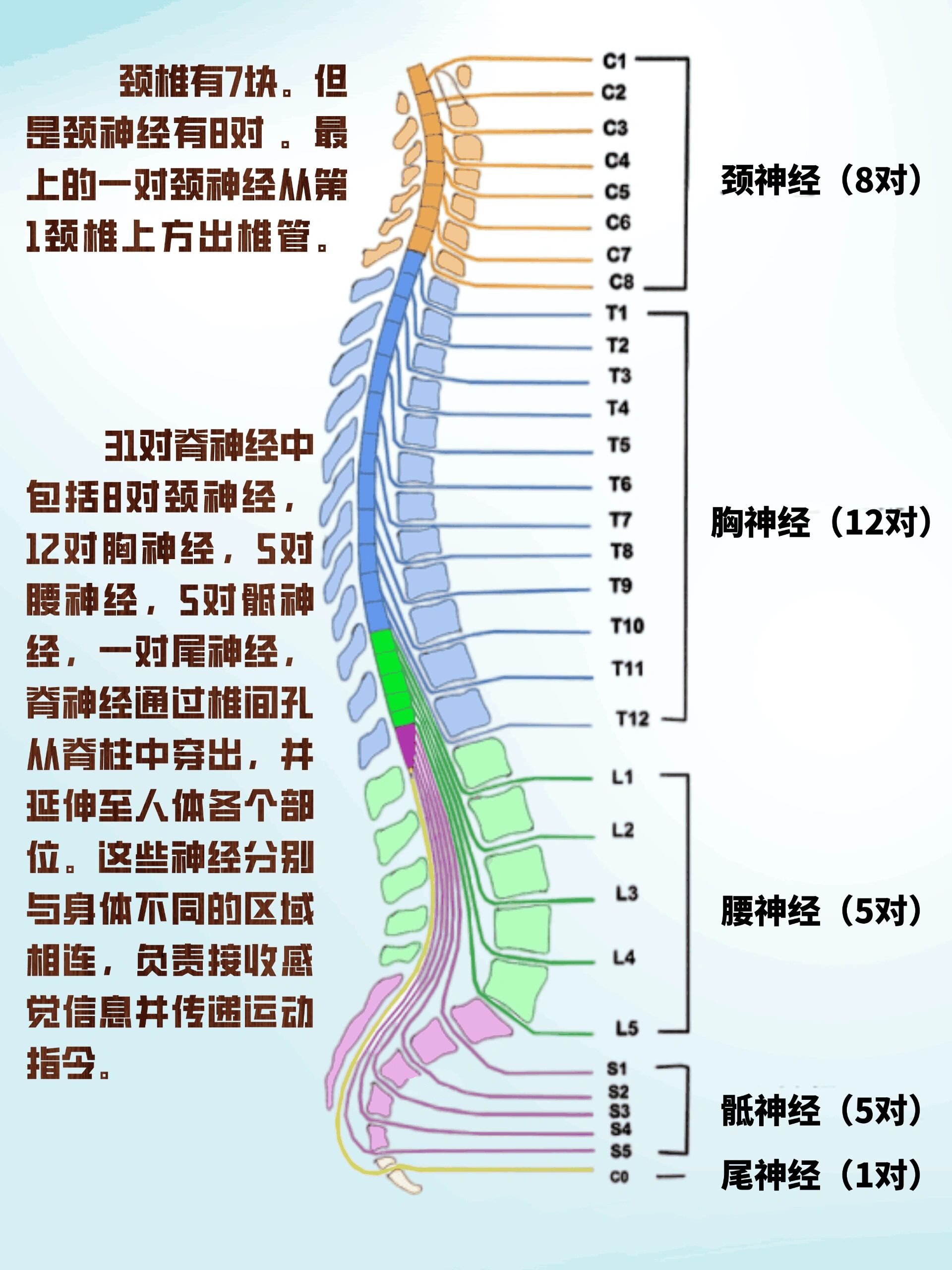 神经系统