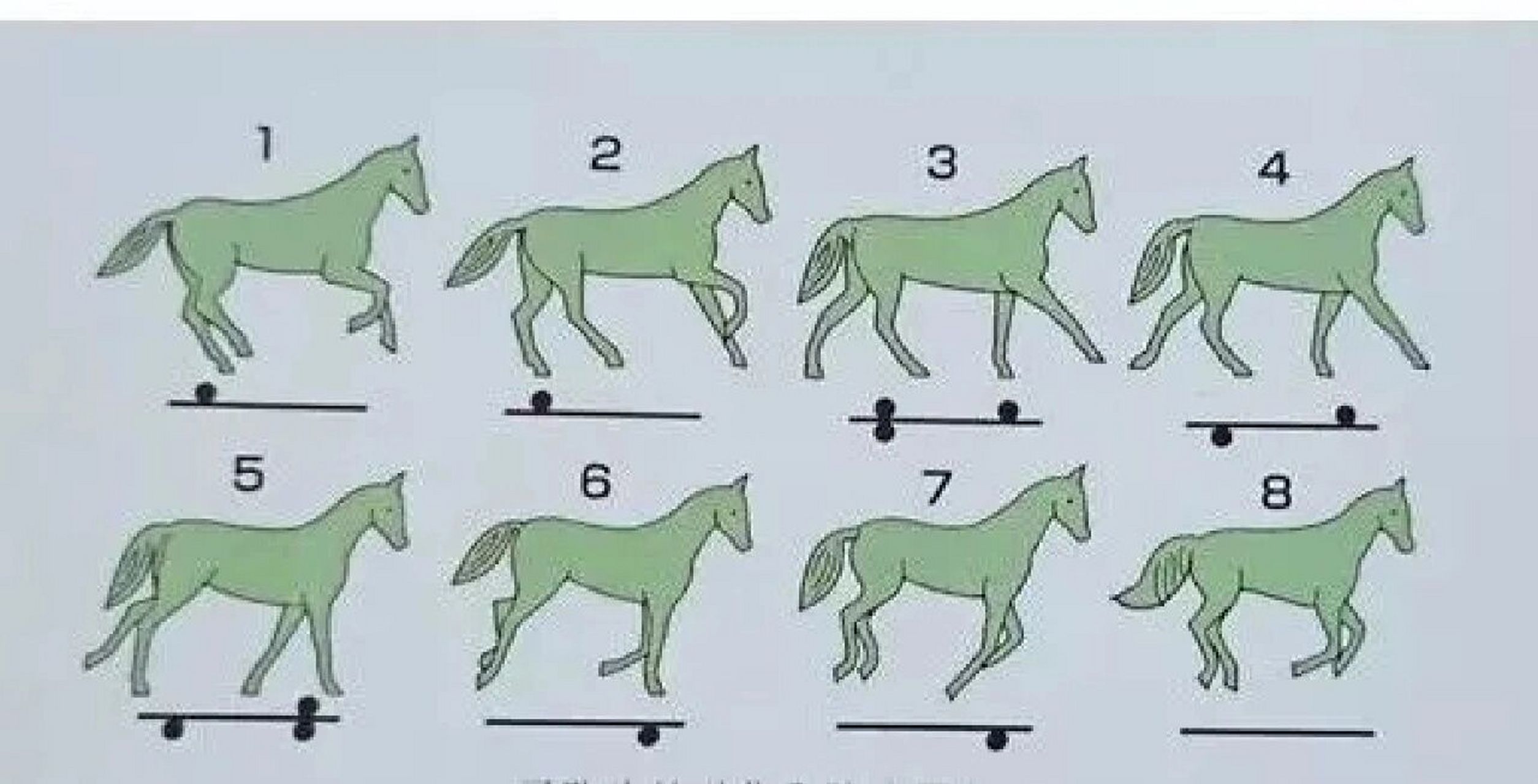 英式马术的三种步伐,慢步,快步,跑步 你知道三种步伐的节拍吗?