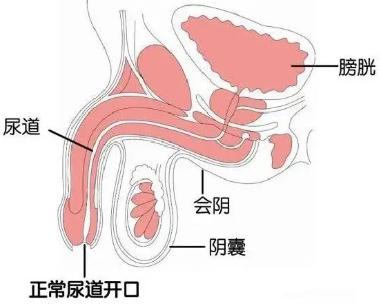 尿道口为什么叫马眼