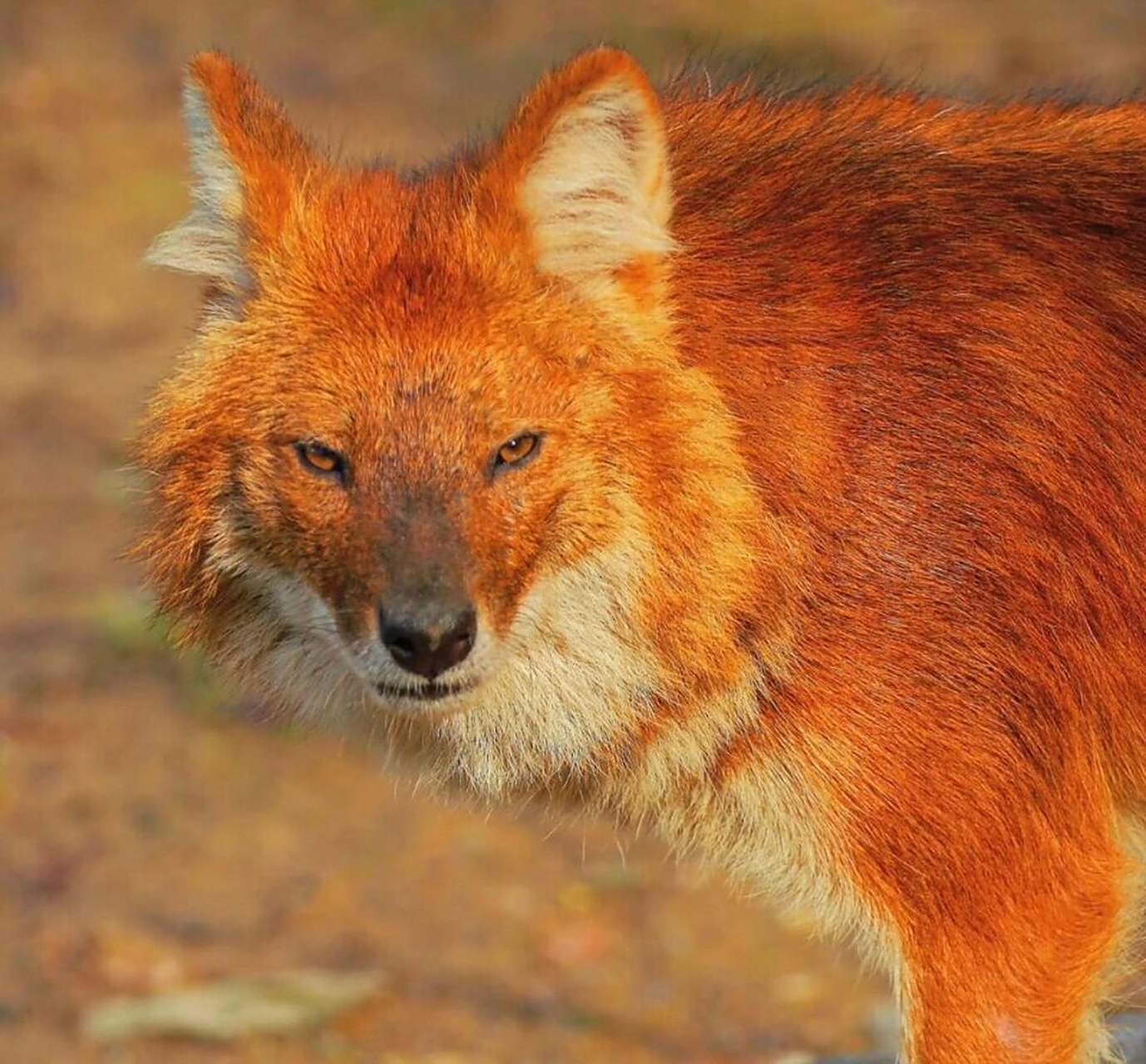永不低头之红狼(豺) 亚洲豺,就是俗说的豺狼虎豹的豺,豺属的唯一物种