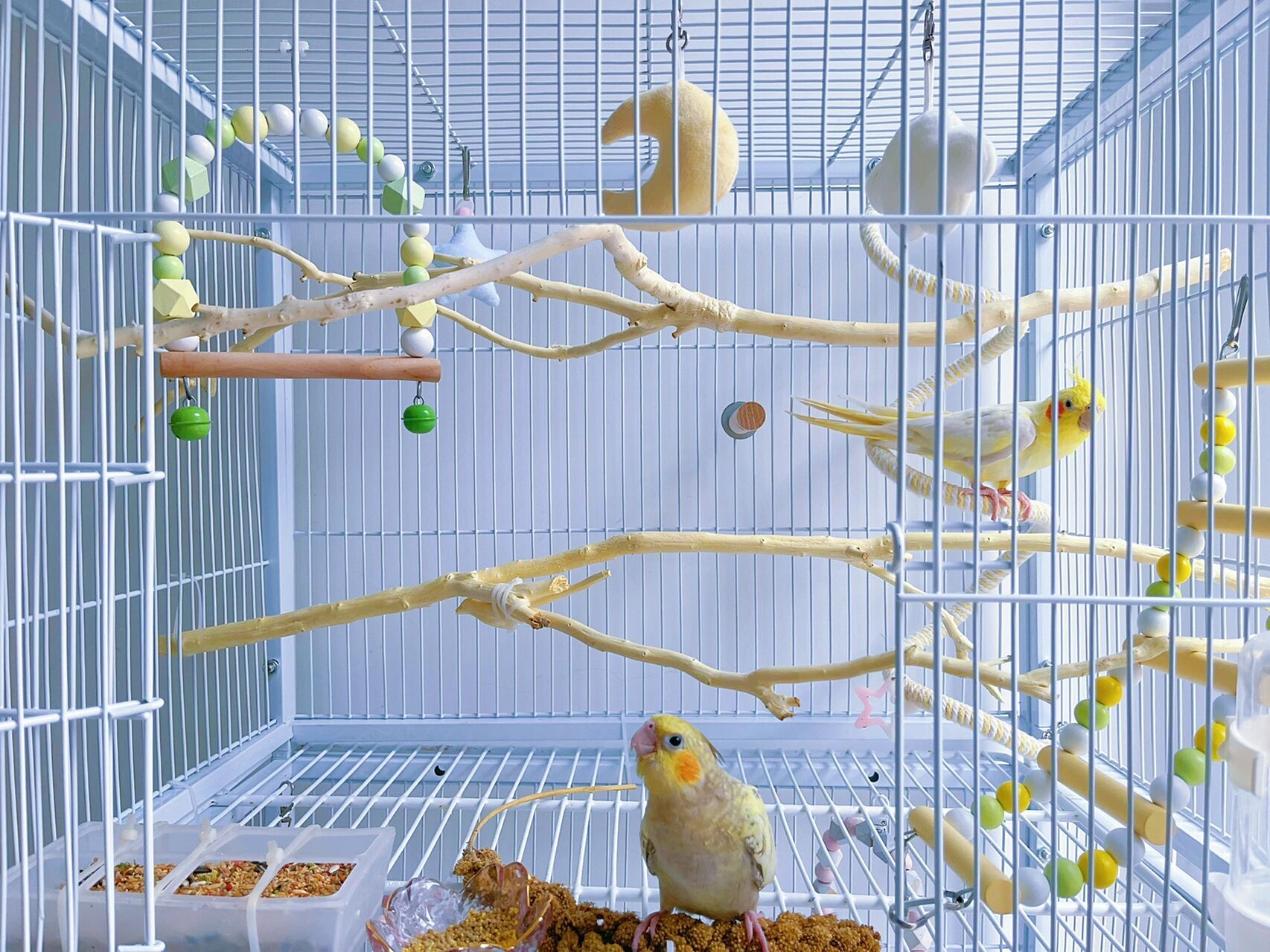 99鹦鹉笼布置第二弹99 这次又购入了一些树枝 还去网上买了一把小