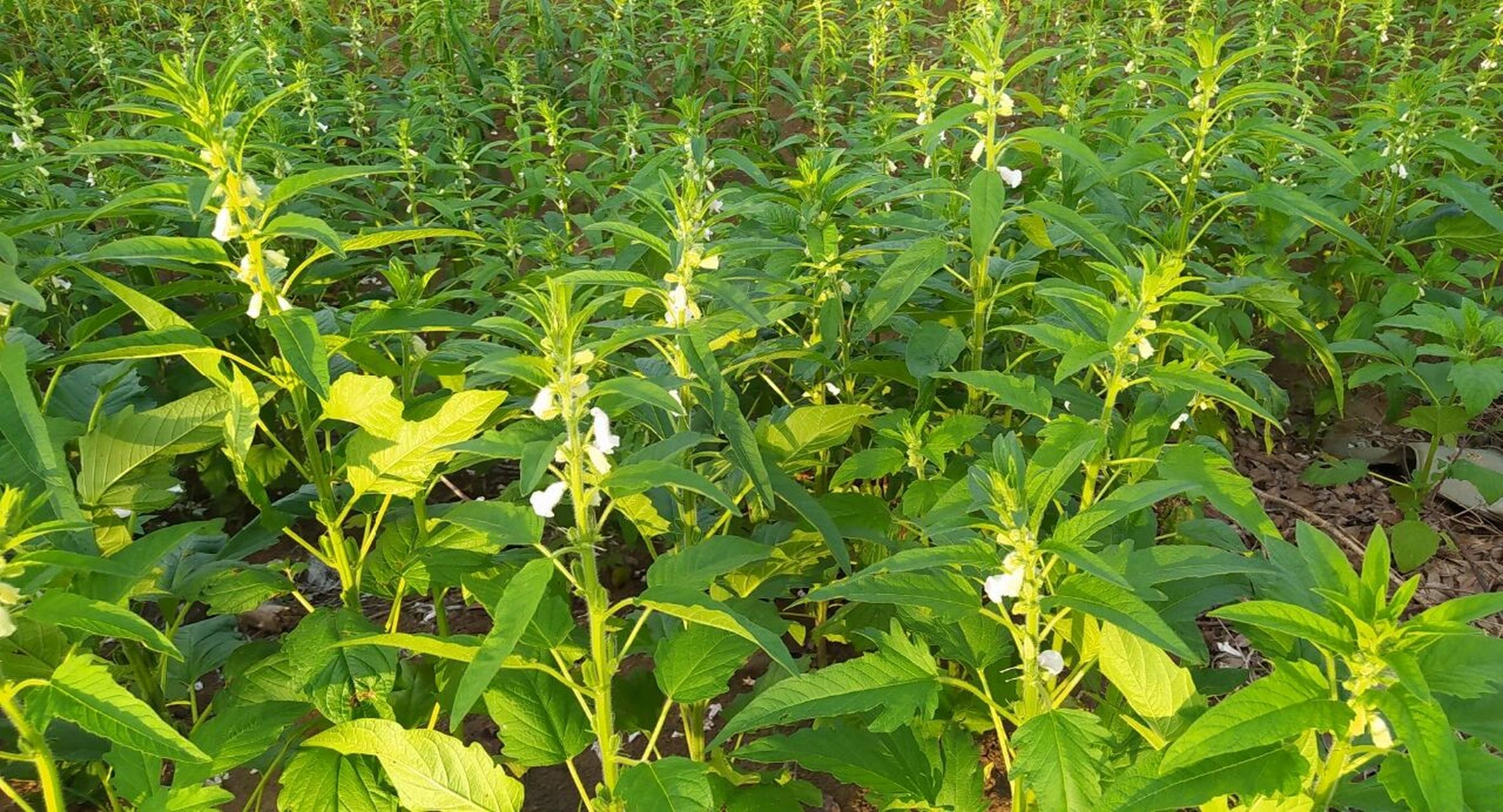 芝麻花偏方治疣(试验中)闺女手指头上的疣 跟朋友吃饭,谈到了女儿手指
