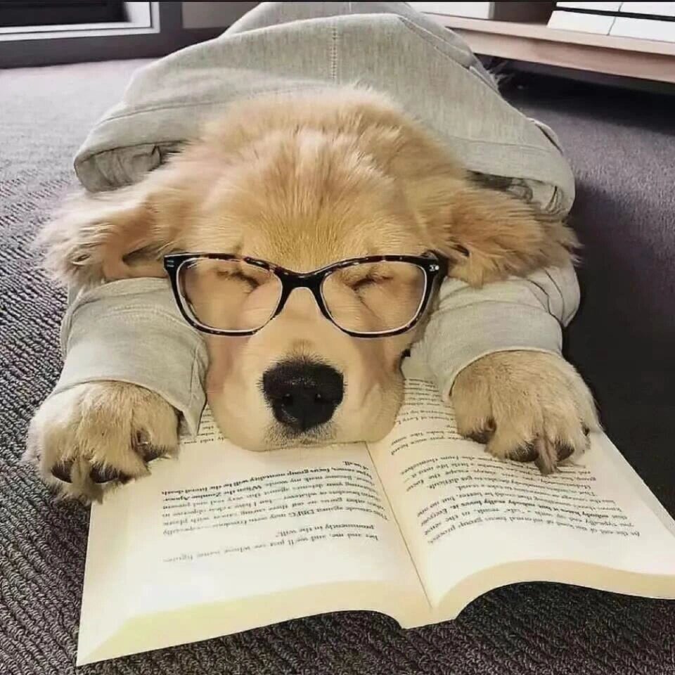 可爱狗子 | 头像🍁