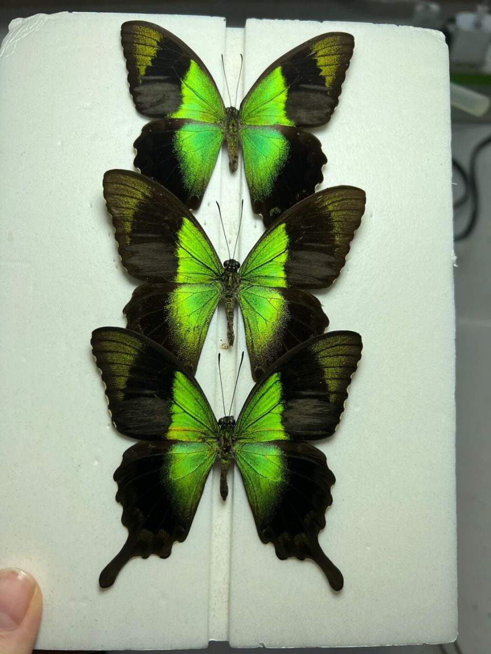 翡翠凤蝶亚种 翡翠凤蝶亚种,每一只都是那么漂亮独特 拍摄在自己家的