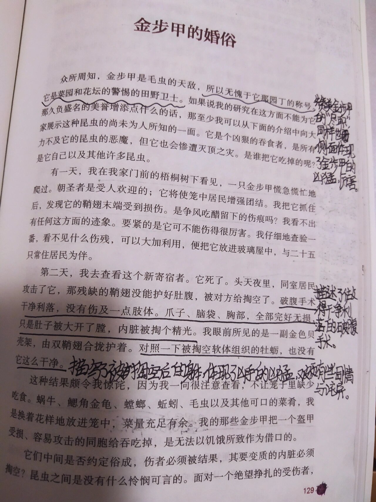 《昆虫记读书笔记》～金步甲的婚俗