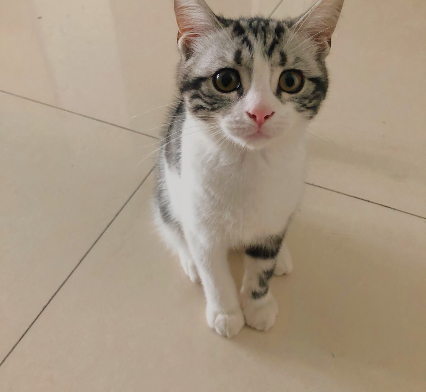 猫咪发腮前后对比～ 我的美短好肥呀,翻回以前的照片看了一下,以前是