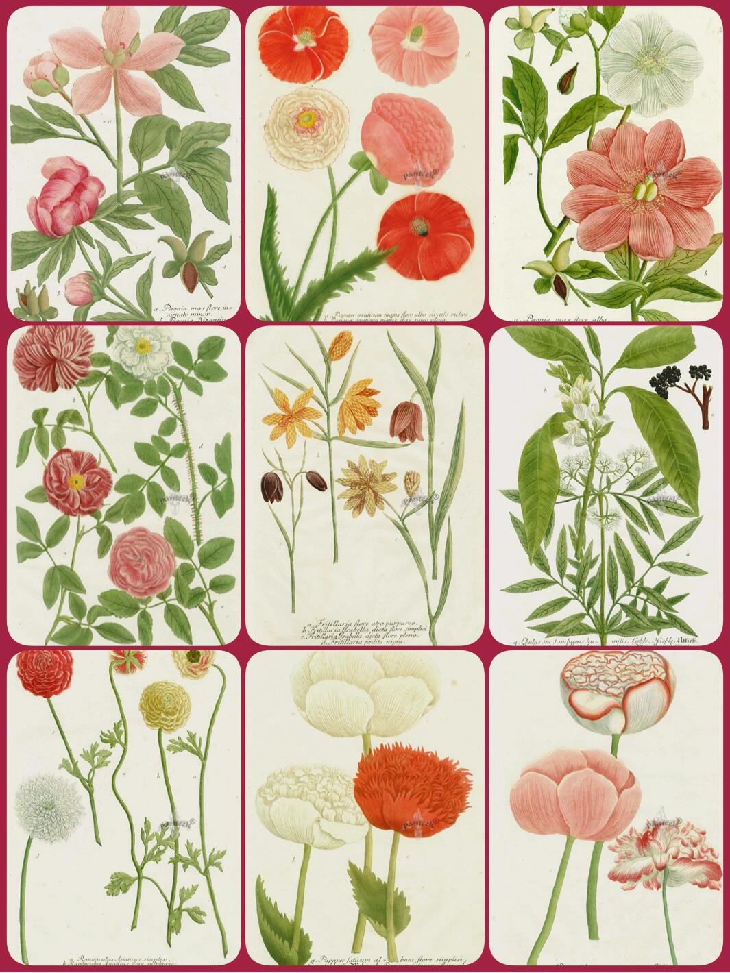 约翰温曼植物花卉彩绘水彩彩色版画园艺插图