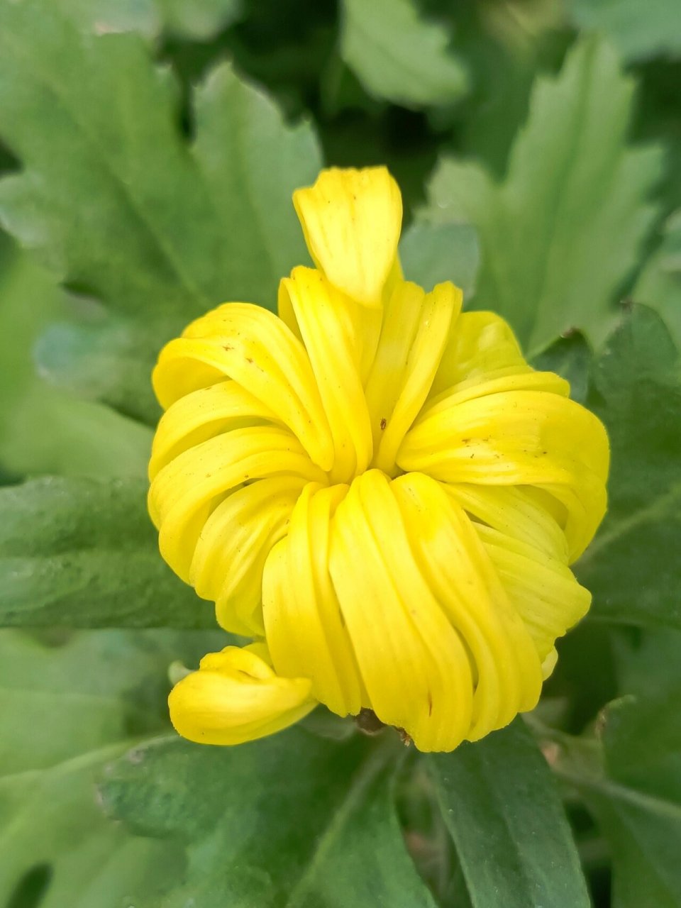 黄色龙爪菊 龙爪菊有消炎止痛, 清热解毒的功效.