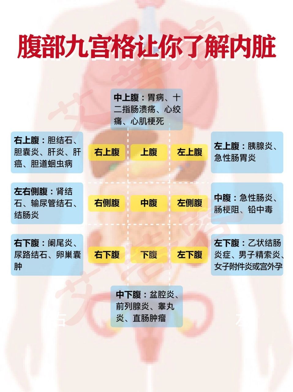 一张图 带你全面了解9个腹部部位 7815腹部就是一个大容器,这个