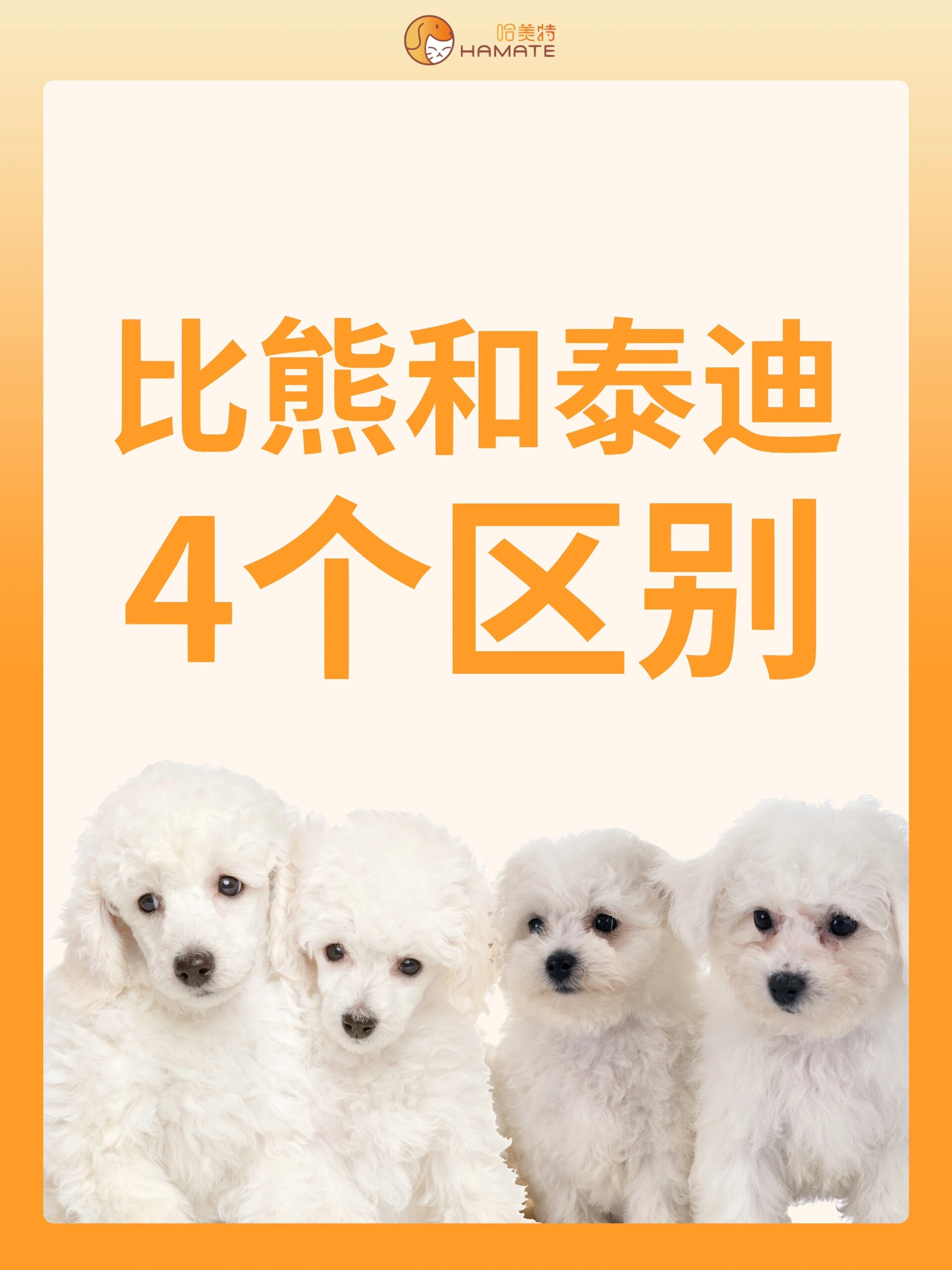 让我们来看看比熊和贵宾有什么区别吧!
