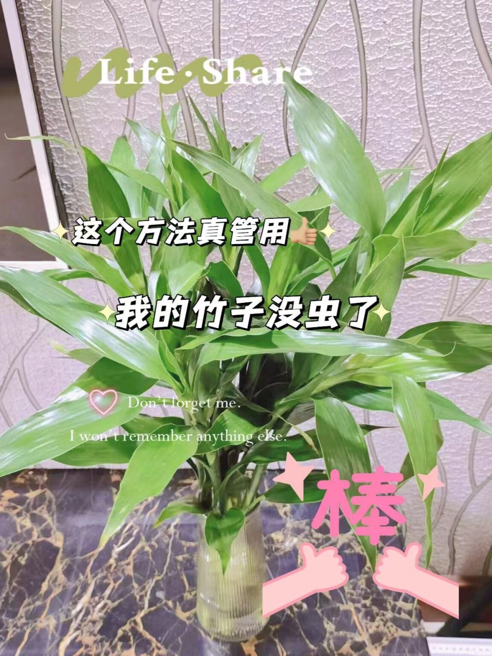 富贵竹身上长满白色虫图片