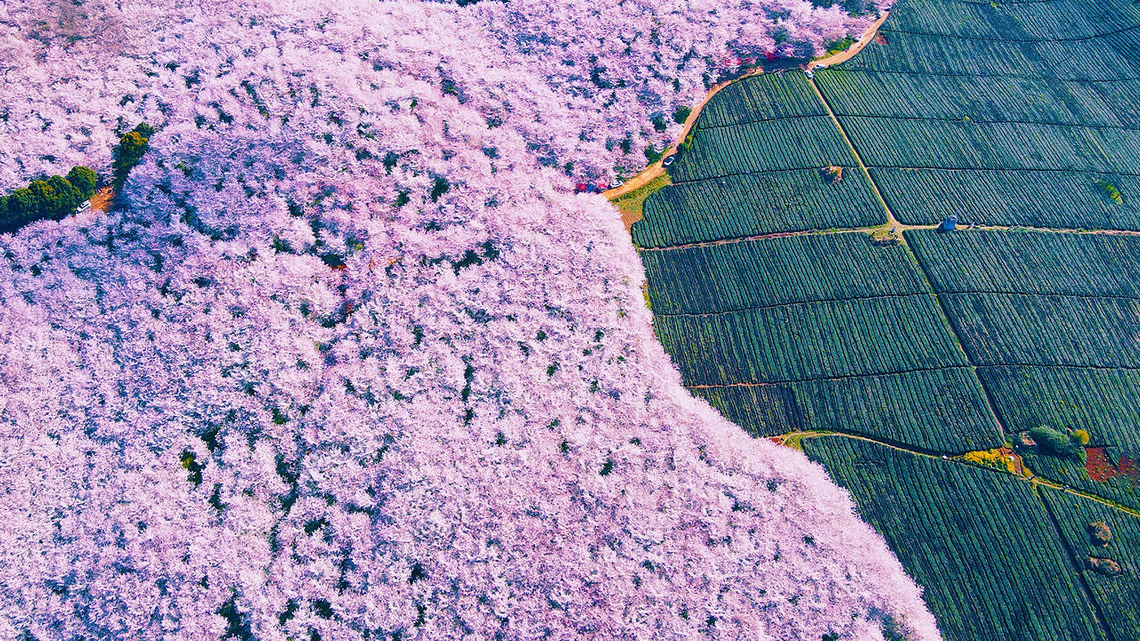 贵阳平坝农场樱花图片