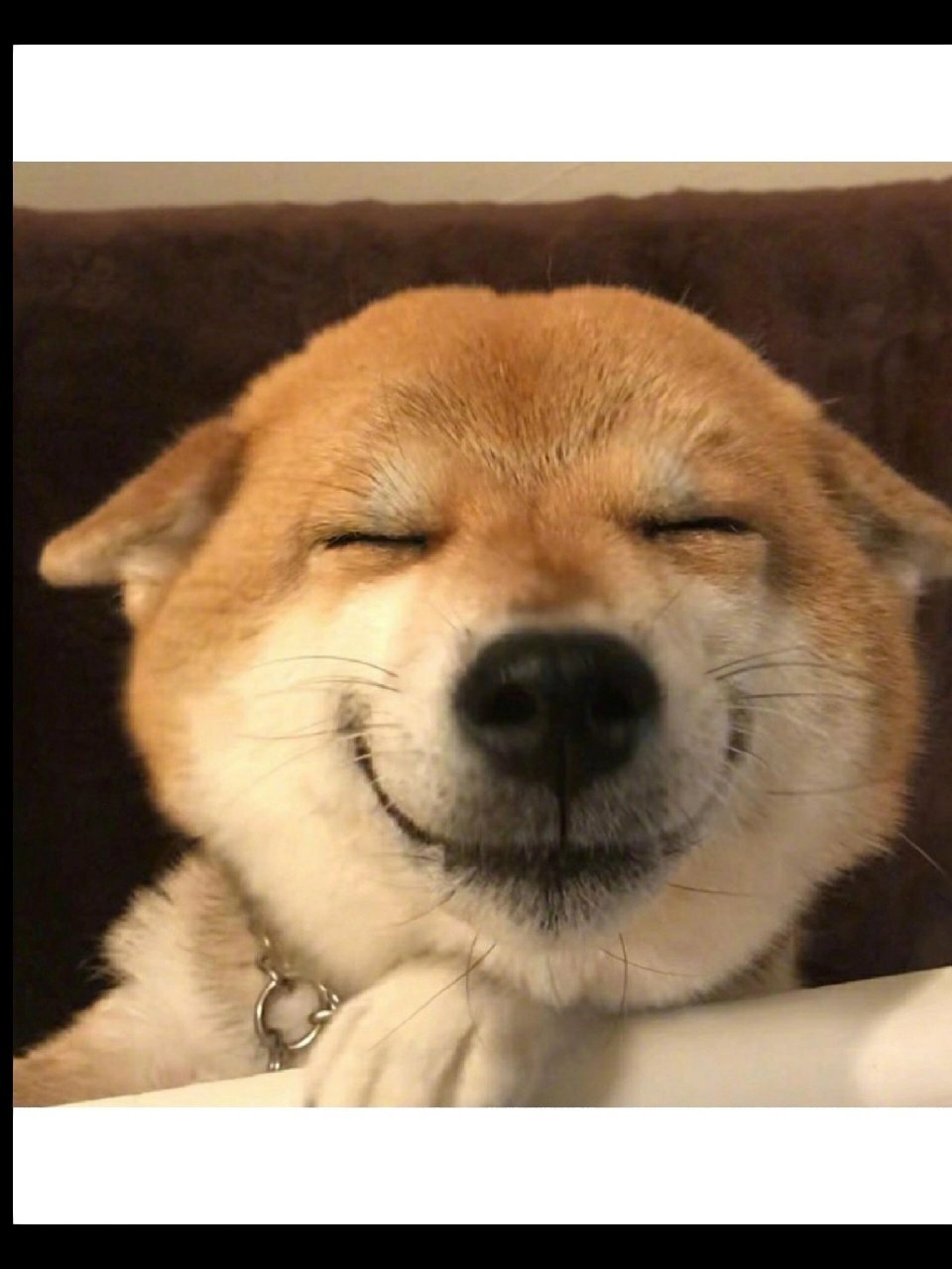 求一个贱笑兮兮柴犬头像 类似于图片这种的,最近特别想用柴犬当头像