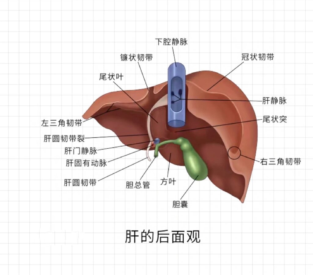 肝胆胃图片清晰图片图片