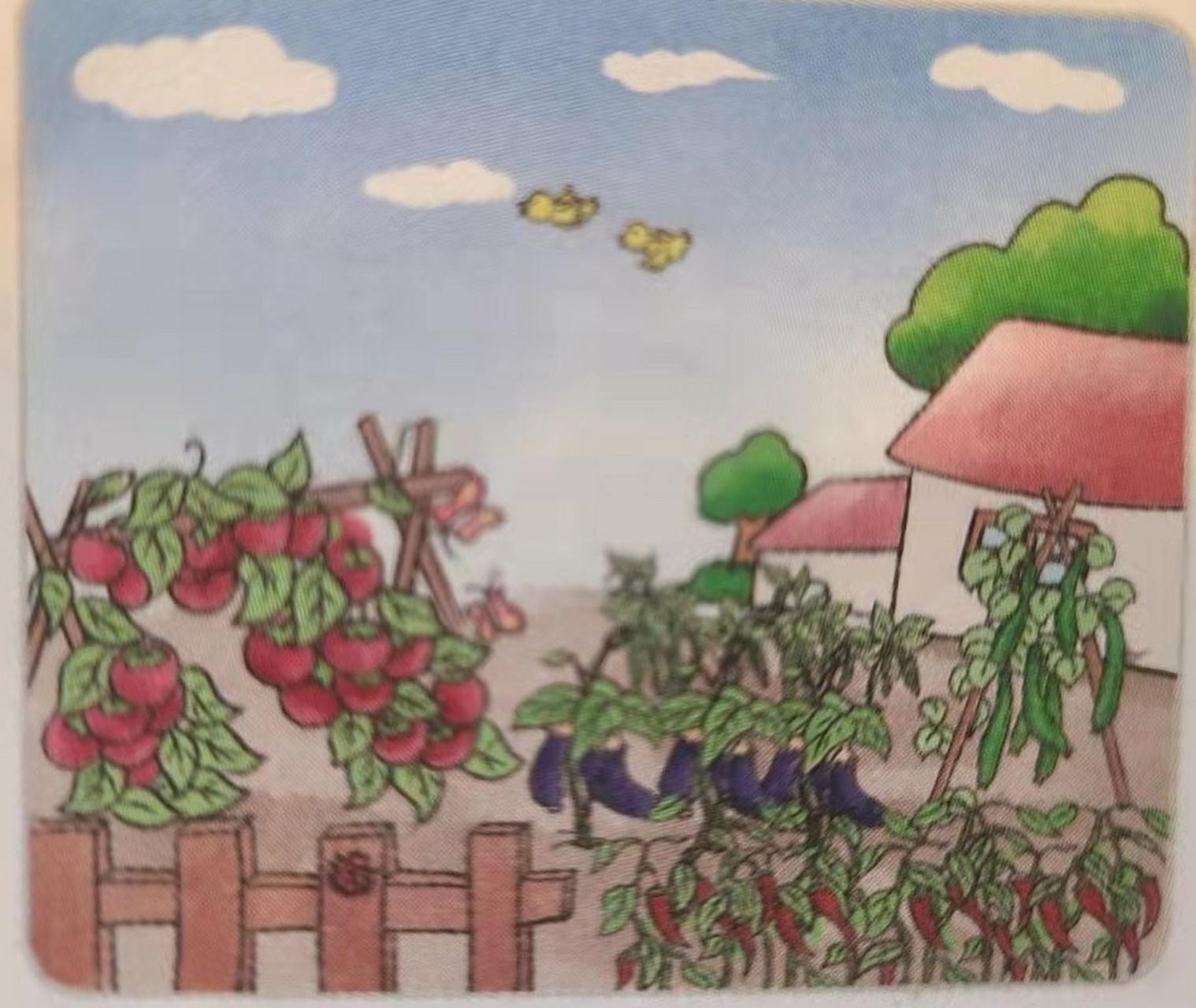 看图写话《小菜园》一二年级看图写话 凉爽的秋天到了,菜园里的蔬菜大