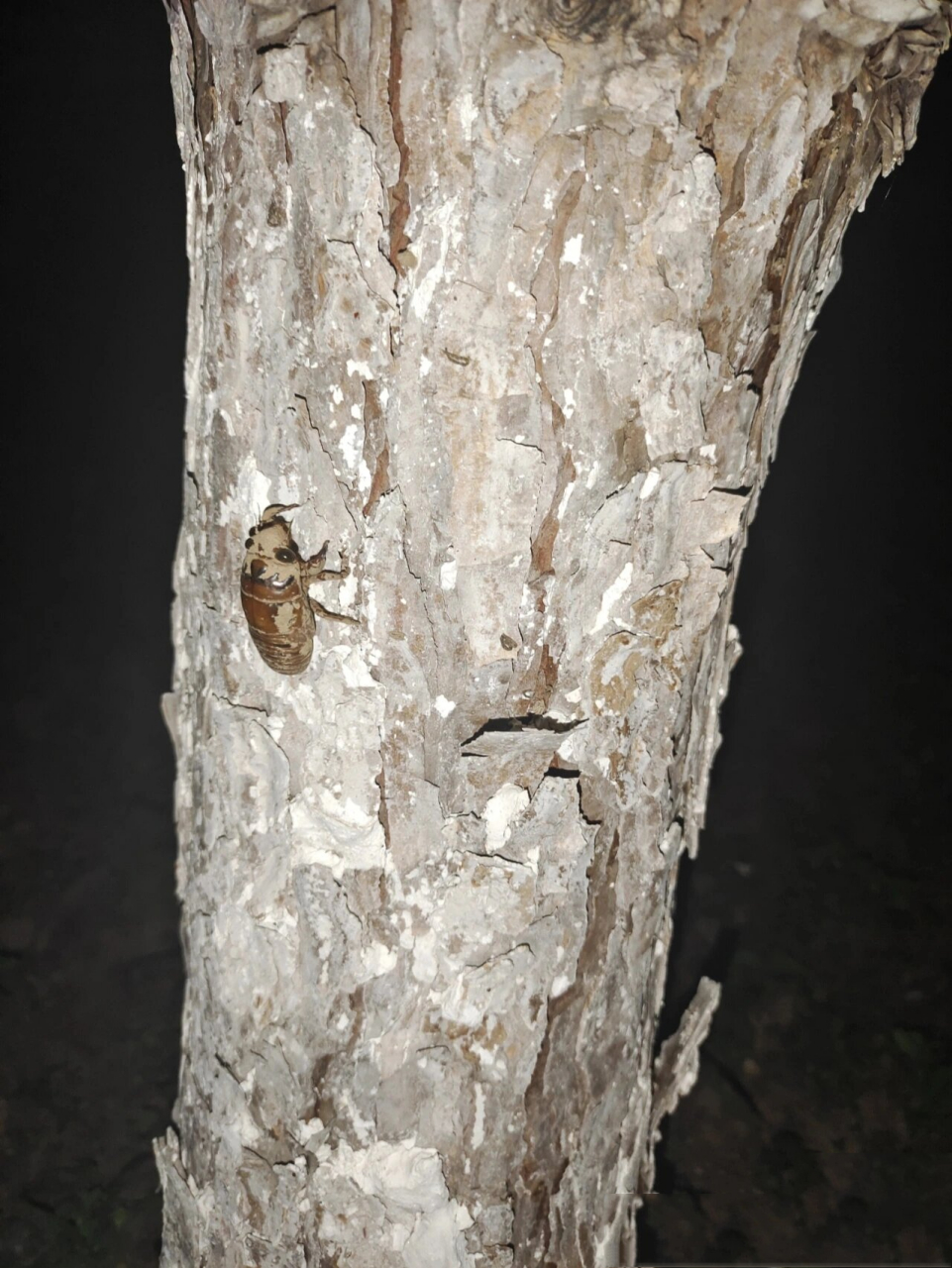 抓金蝉啦 又名知了牛 97