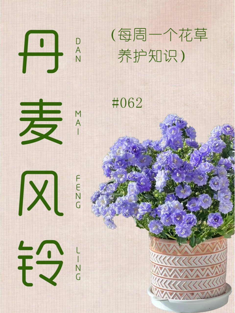 丹麦风铃花简介图片