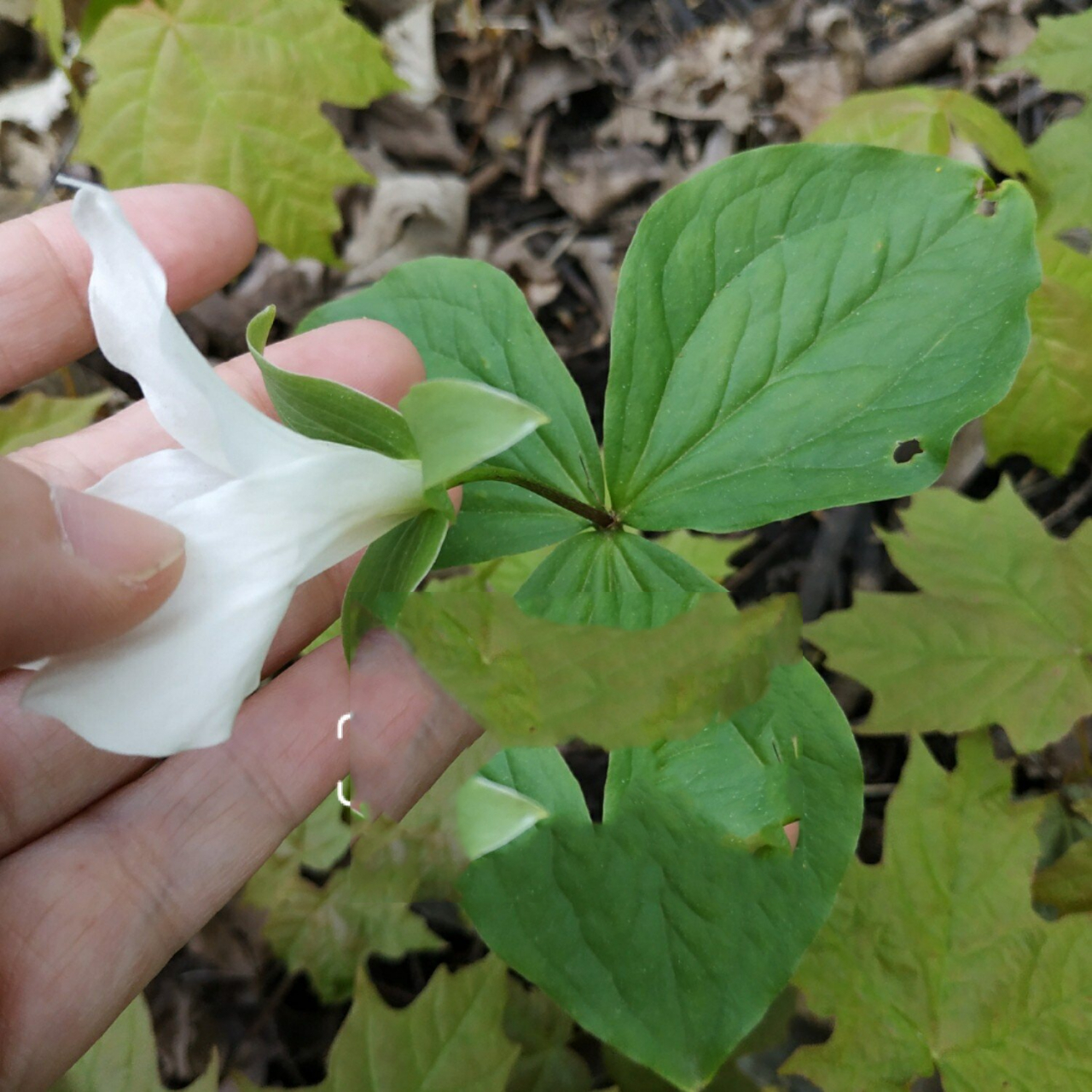 本草延龄草 i 壹舍识草 集55 trillium 民间的三叶一枝花, 中药的头顶