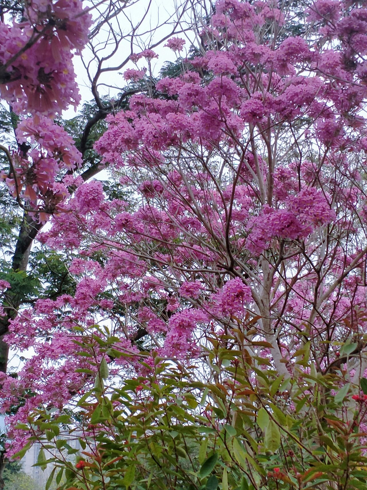 红花风铃木早早来报春了,紫粉色的花似风铃,一簇簇一团团,似霞似锦