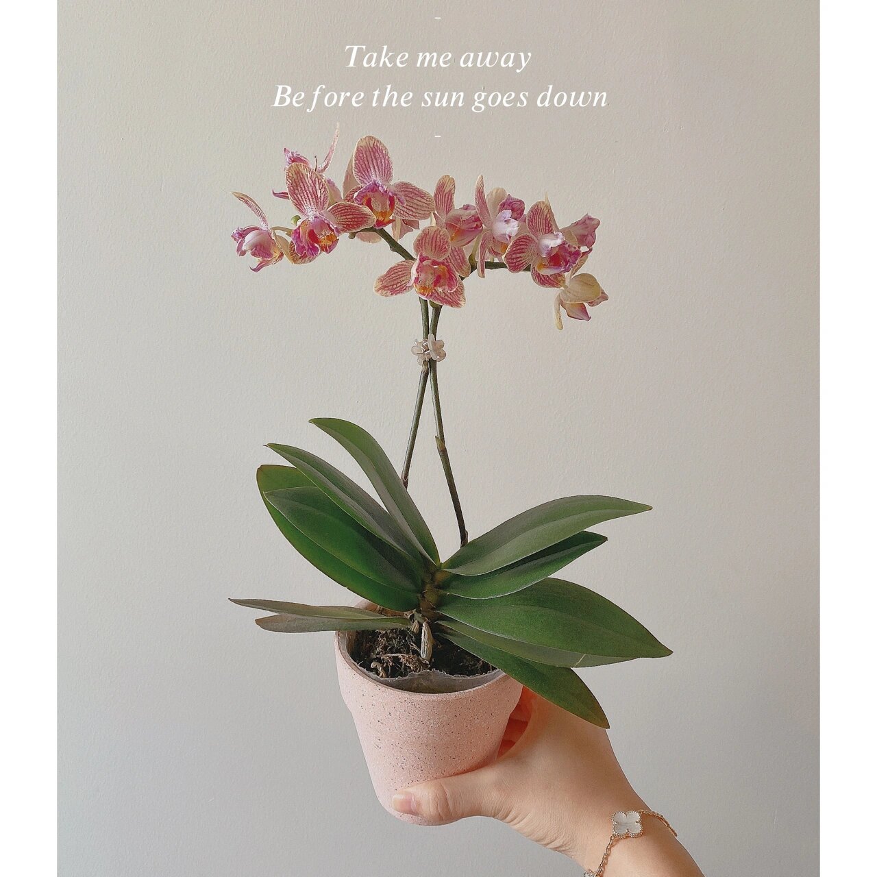 每一颗蝴蝶兰都是一枚小仙女0269♀15 16615皮亚琴察93 2