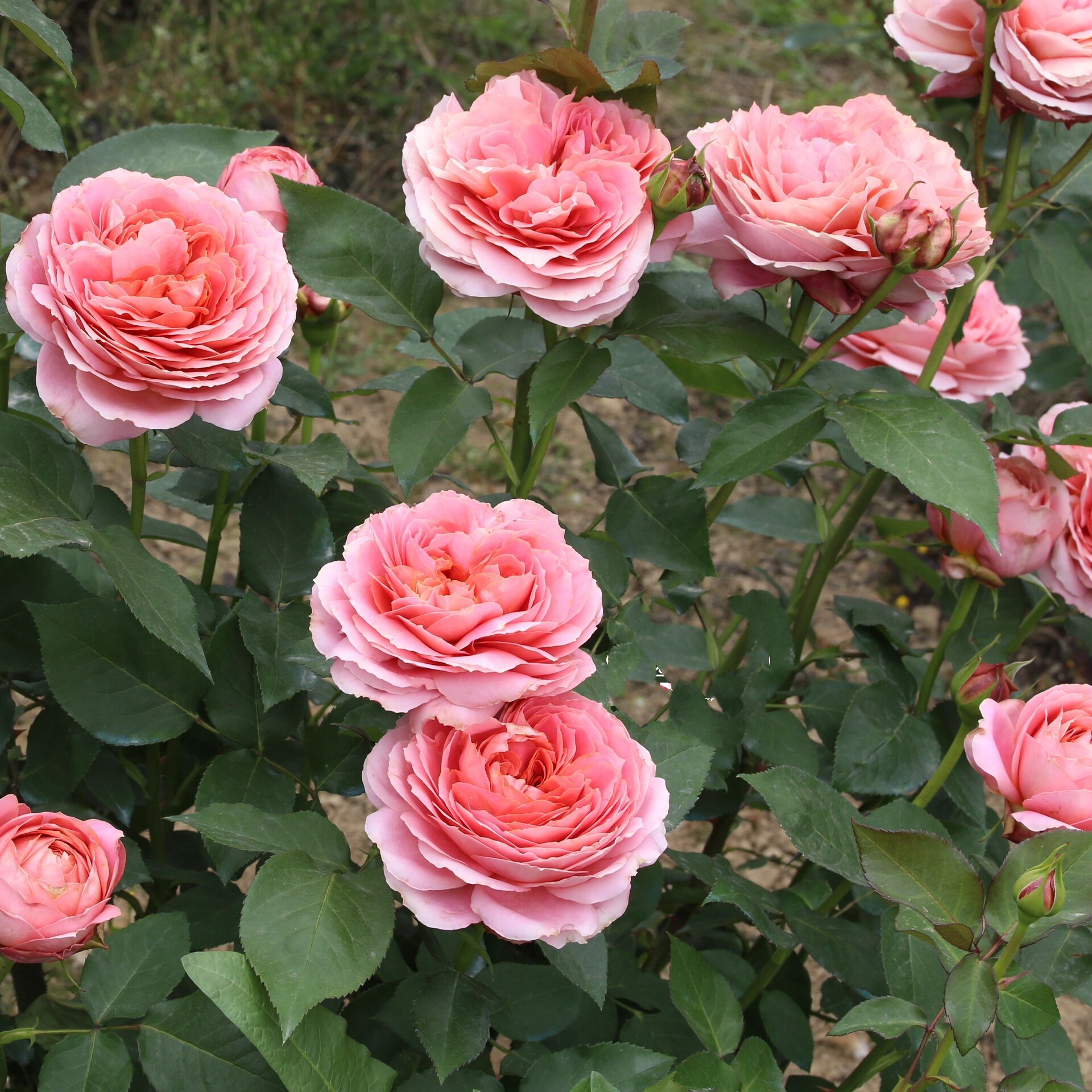 粉色月季2661566615:浪漫古董 浪漫古董 romantic antike