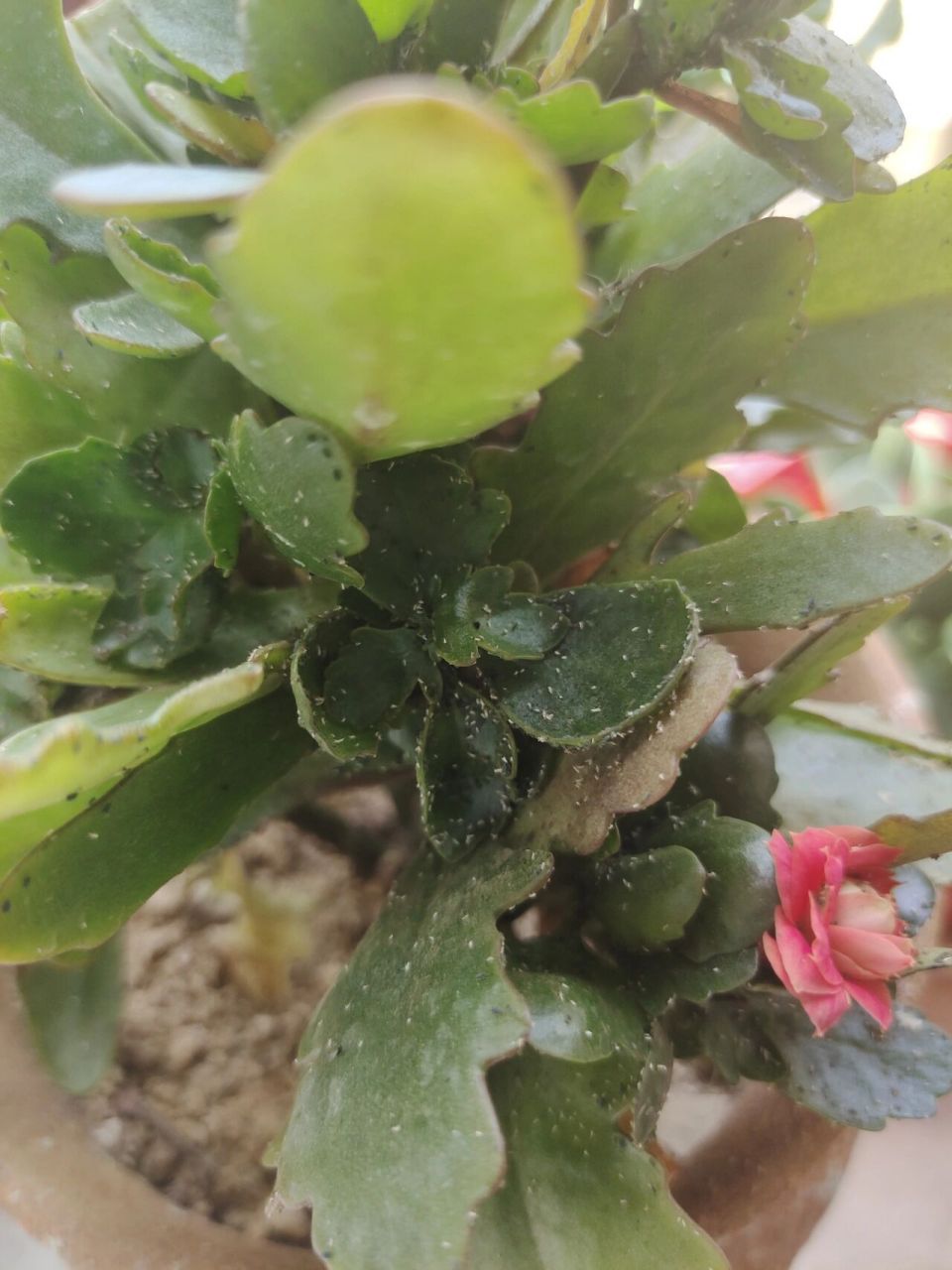 长寿花长虫了!求救! 几天不在家,长寿花就成这样了,这是什么虫?