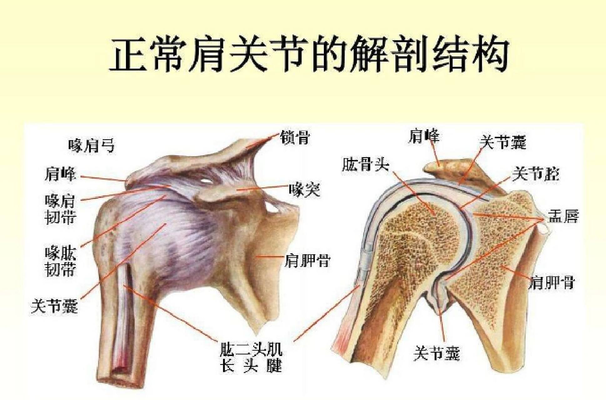 肩关节解剖图