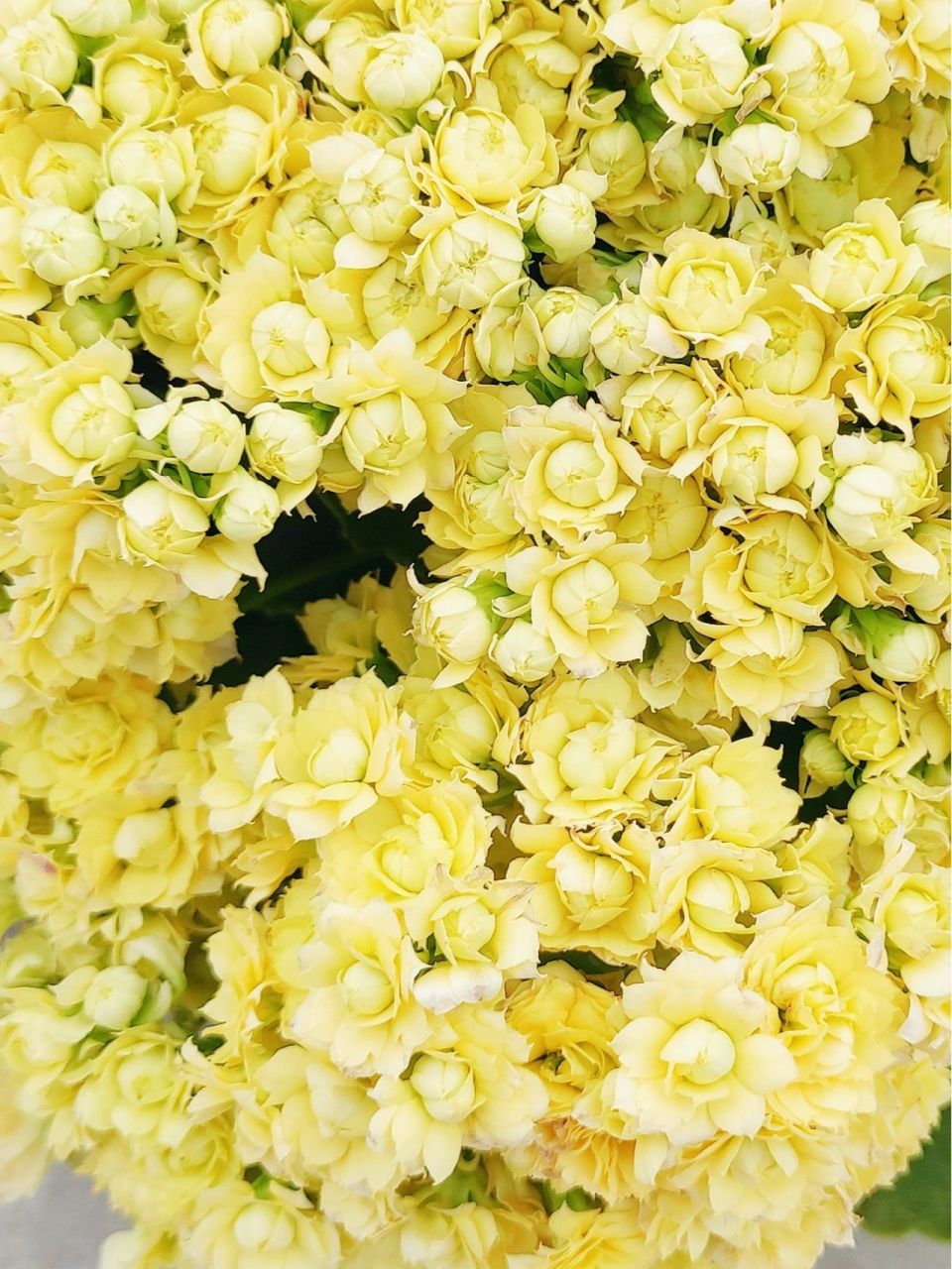 重瓣长寿花 柠檬冰淇淋 缤纷育种品种 长寿花已经算是开花机器了,柠檬