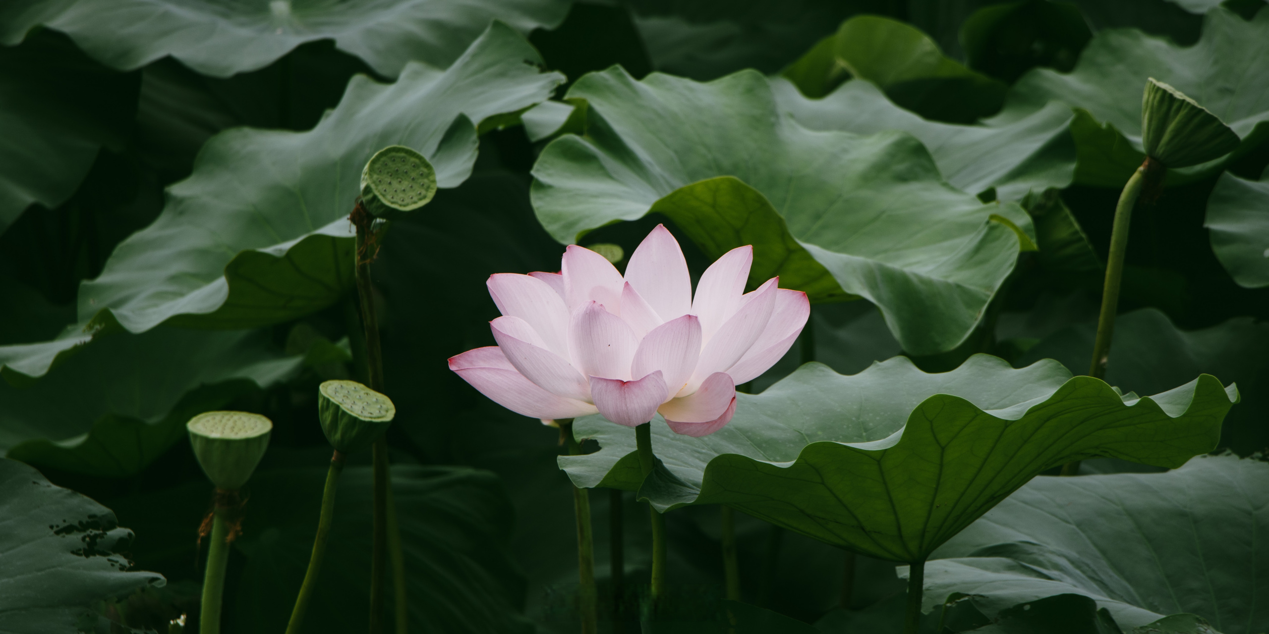 池塘荷花真实图片