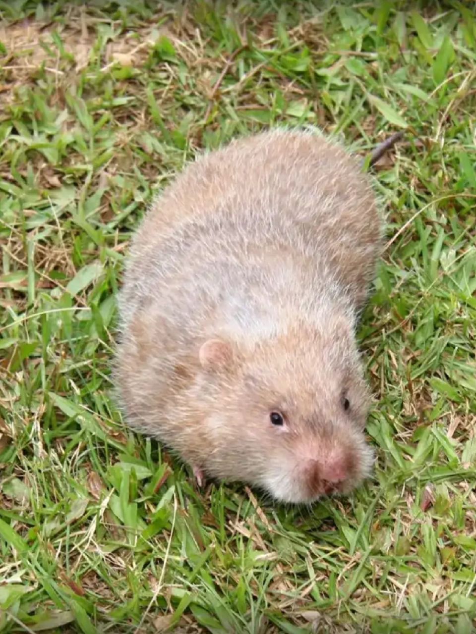 中华竹鼠是4种现存竹鼠中,最适应高海拔冷湿气候的种类,它们也是凡技