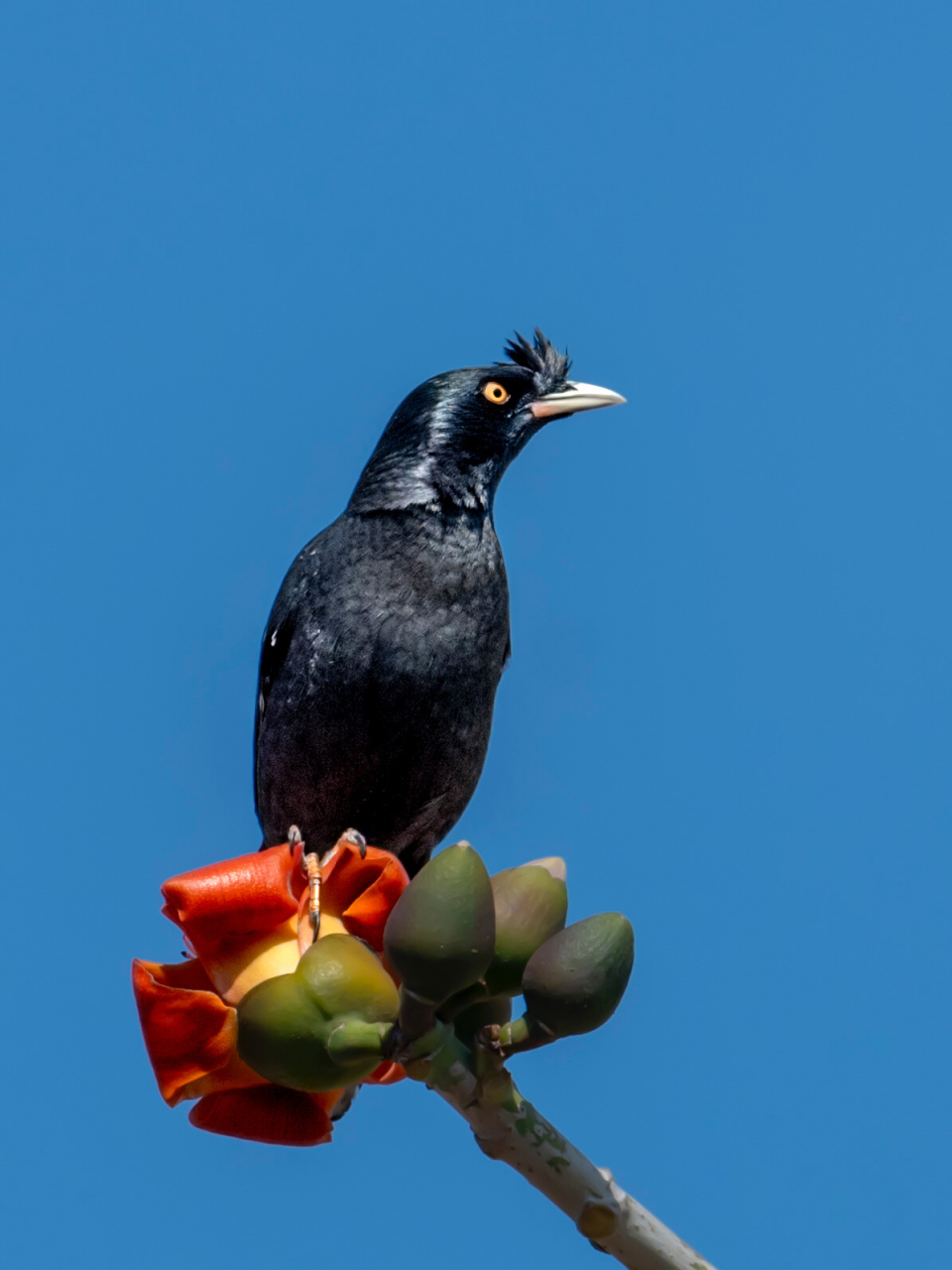 八哥 别名鸲鹆,寒皋,凤头八哥等 拍摄地点:海南陵水 八哥(学名:acrid