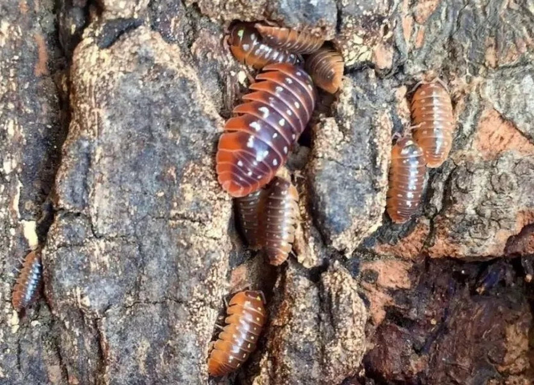 家里到处是潮虫怎么办 家里出现潮虫,说明家里闷热潮湿有些过了,只要