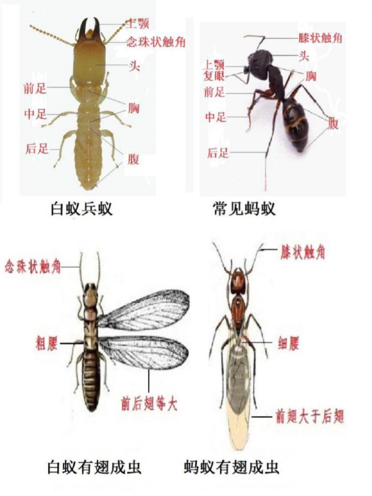 常见白蚁种类及危害和防治方法 白蚁的种类有很多种