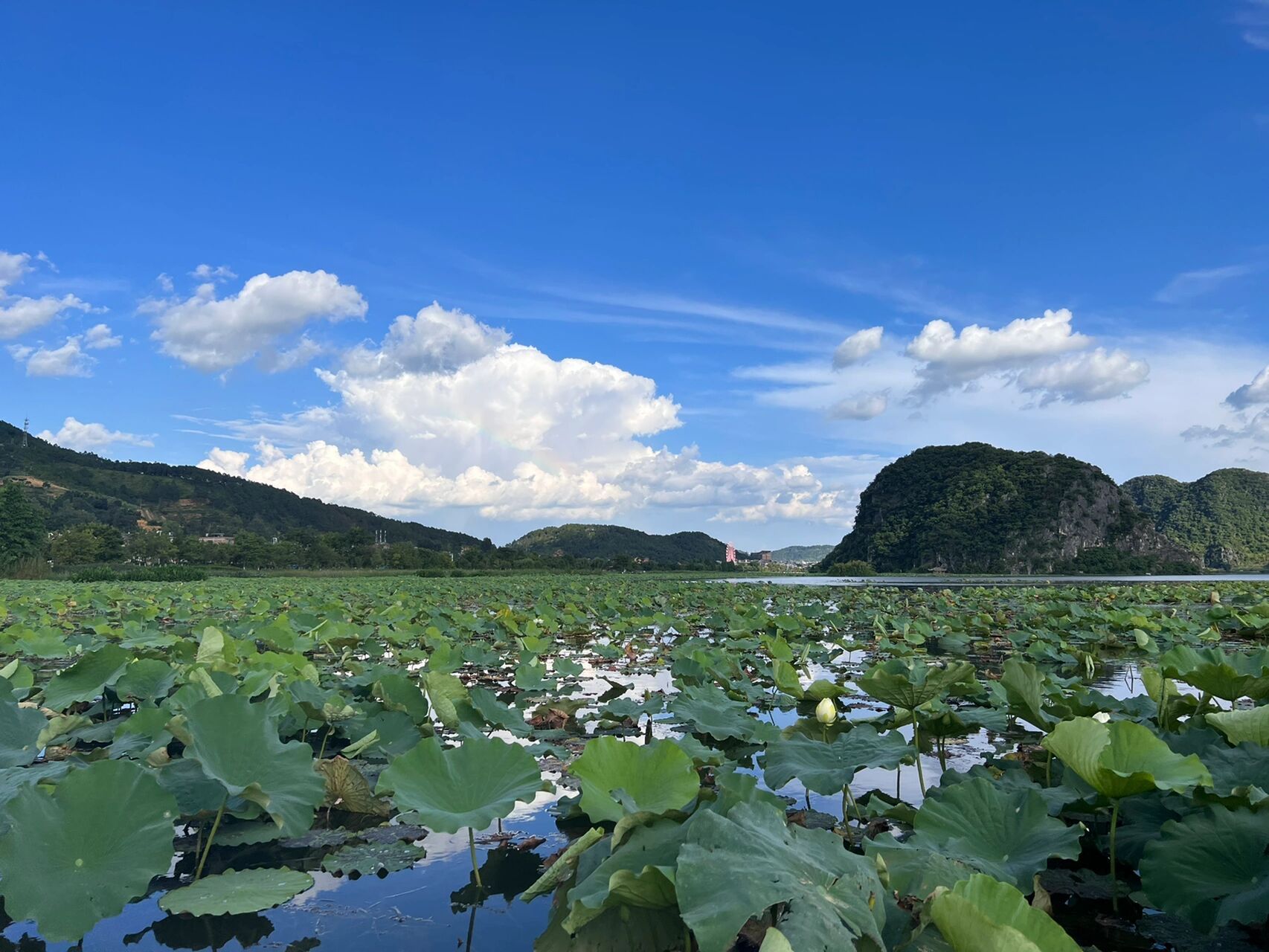 普者黑|荷花是夏天的文案 第三次来普者黑了 为什么这么中意普者黑呢?
