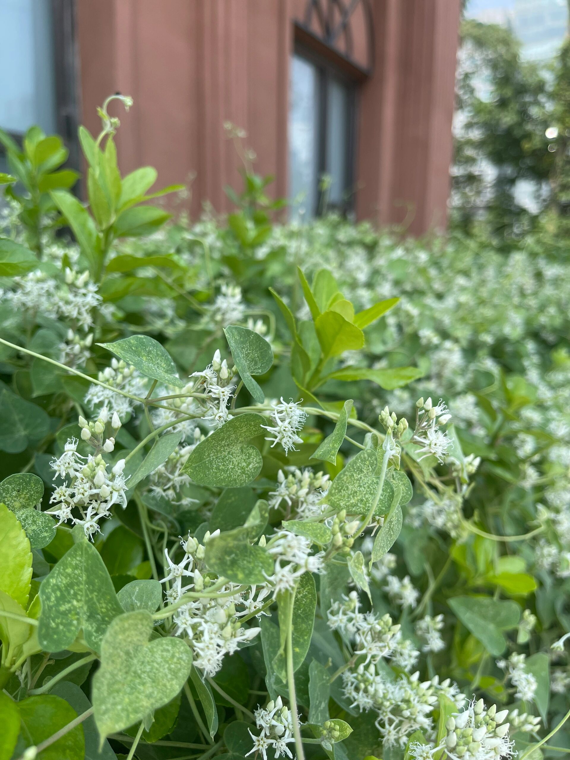 医院门口两种草药:鹅绒藤,五叶藤