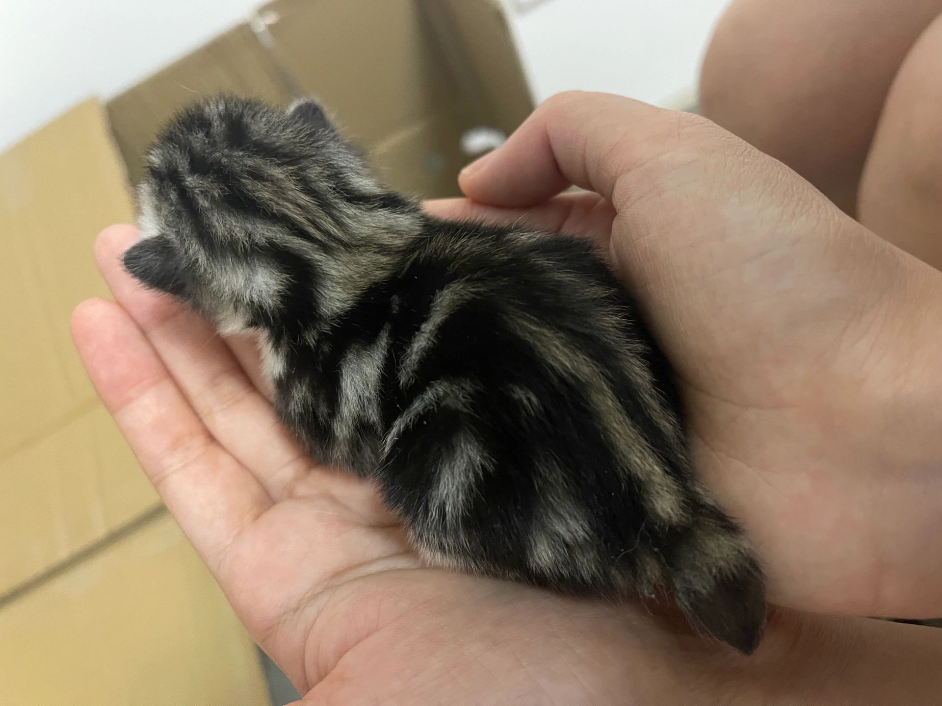 快进来看看狸花猫和美短的后代长什么样子 家里的美短怀孕了,在它怀孕