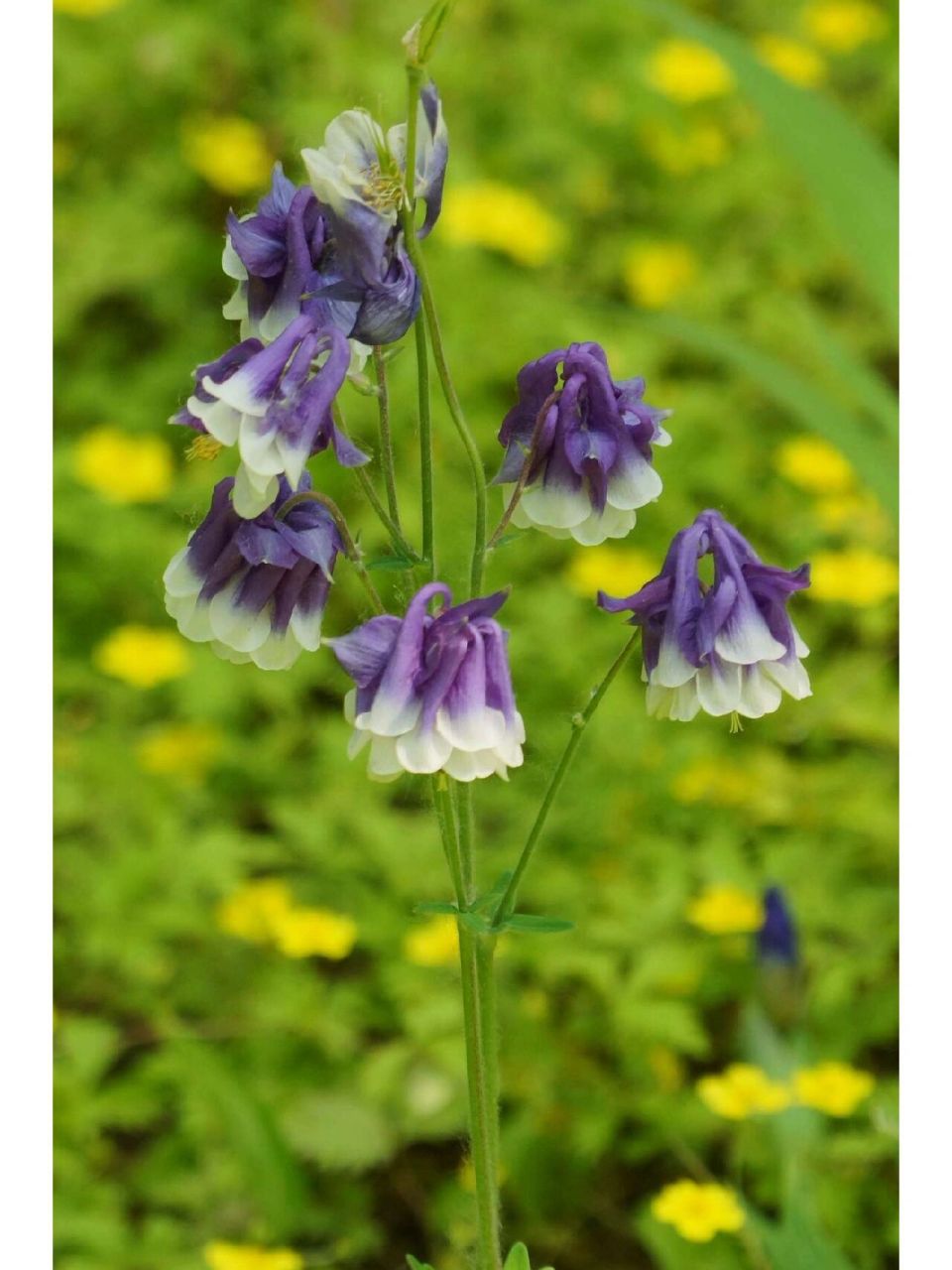 每日植物-重瓣耧斗菜  干嘛叫人家耧斗菜,这明明就是仙女,我已经替她