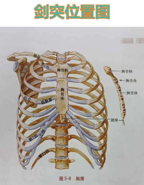 剑突的位置在第7