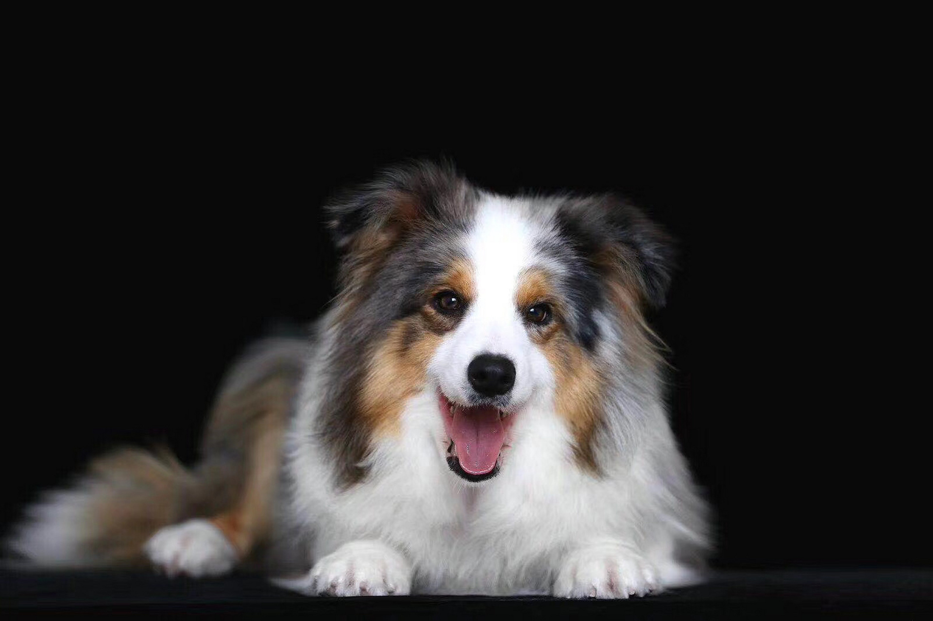 边牧拥有非常多的毛色和花色组合,除常见且最经典的黑白外,还有红白