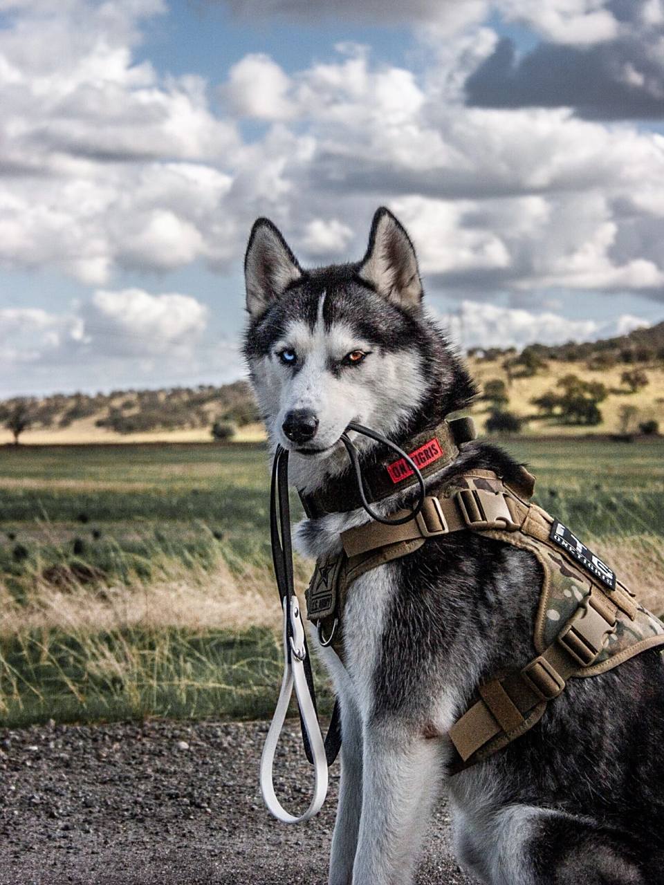 哈士奇|可恶6015被一只二哈帅7515到7515了6015 98