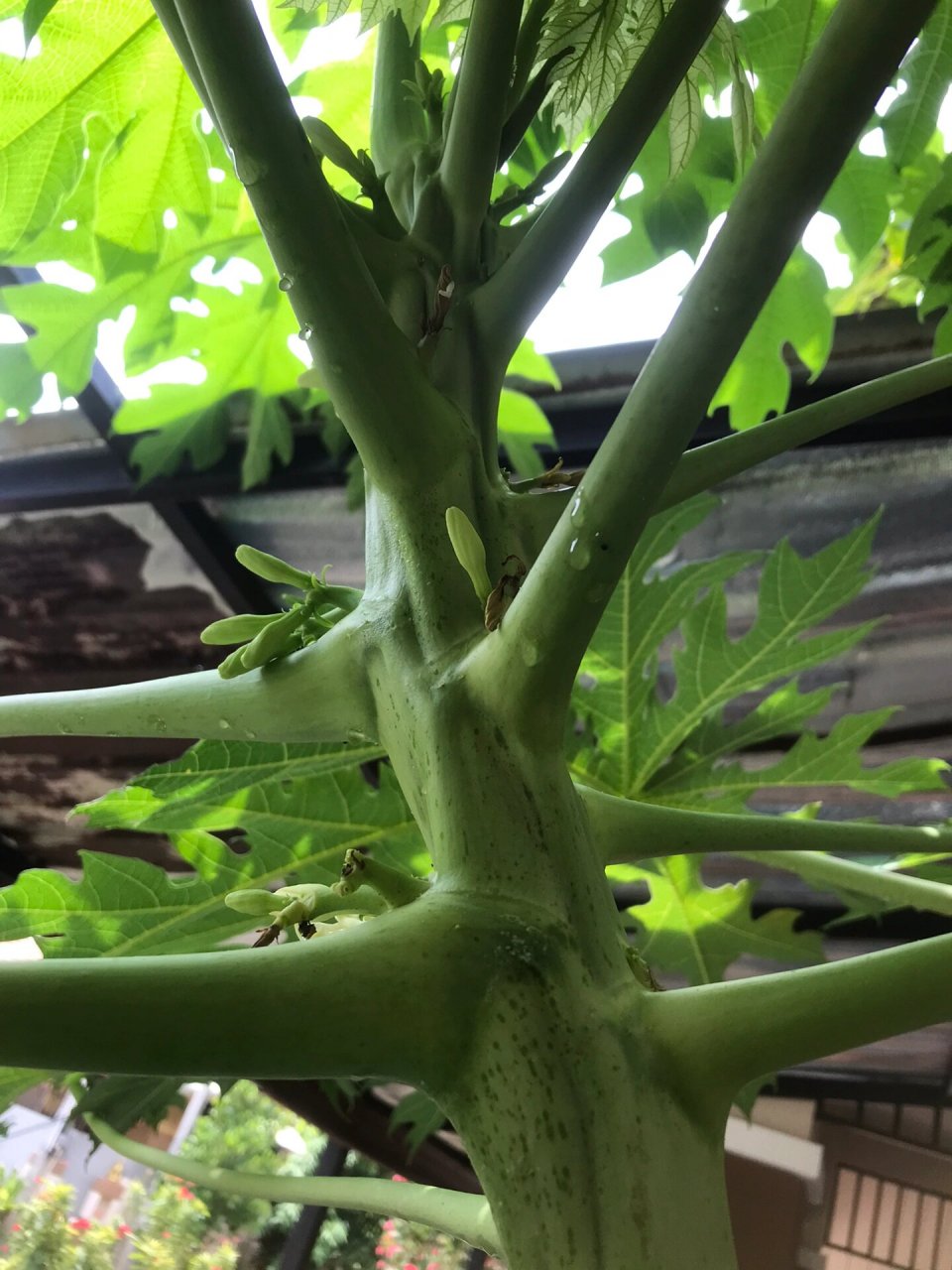 只开花不结果的木瓜树们,这是为什么呢?