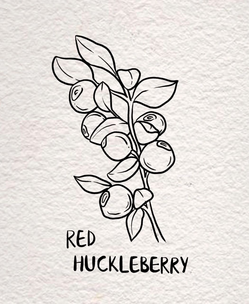 简笔画|一小串蓝莓 今天的简笔画非常简单哦,大家按照步骤来画,效果会