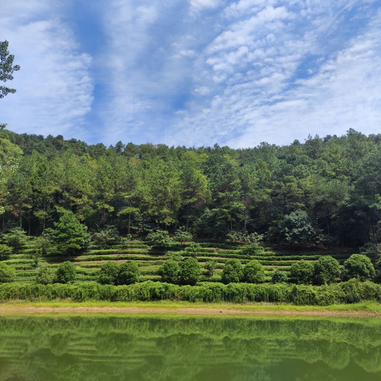 苏州旺山|寻叆叇仙境,远城市喧嚣 原来真的有这样的地方,它有的劲竹林