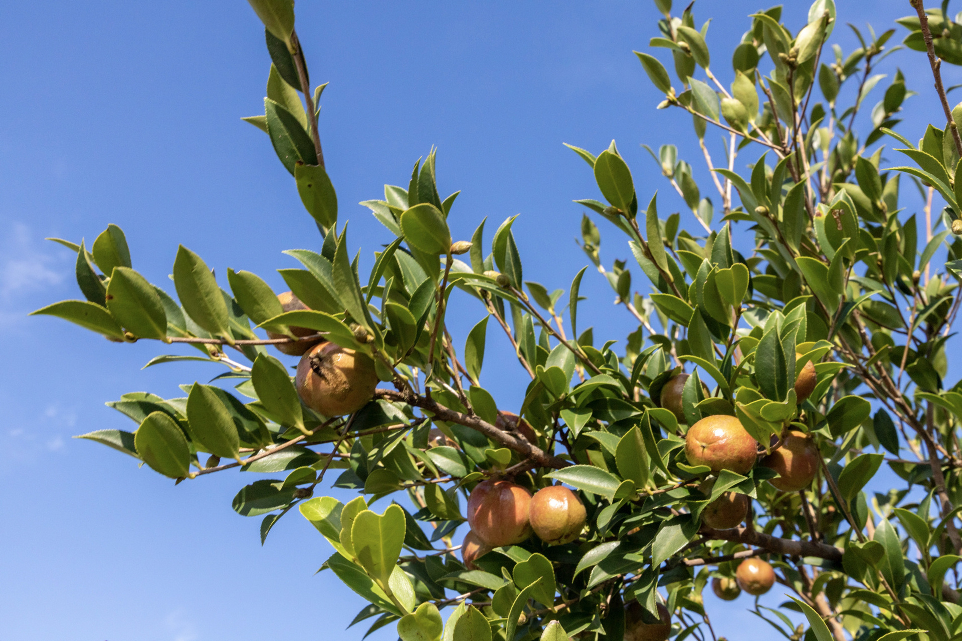 孩子在树林中嬉戏玩耍,和小树苗们一起长大.