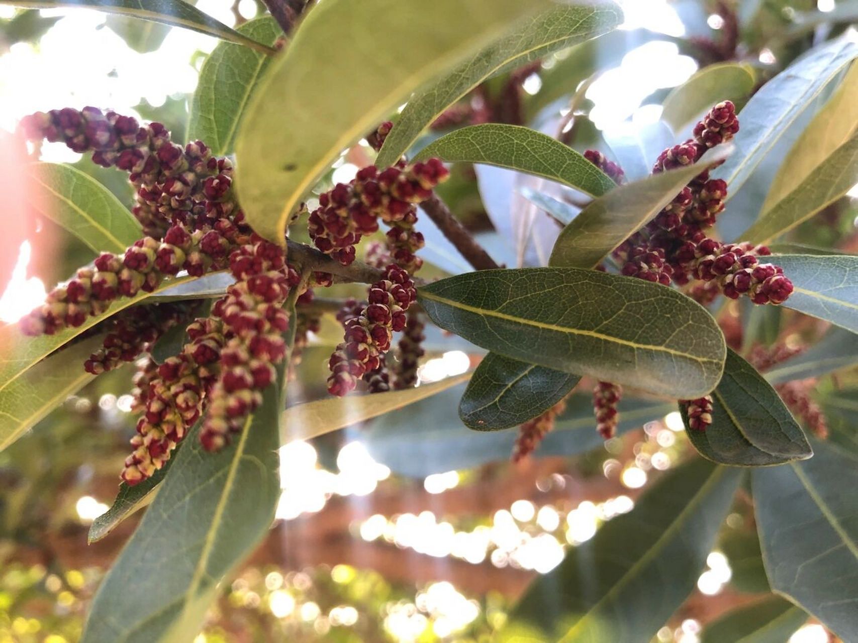 杨梅花雄花图片