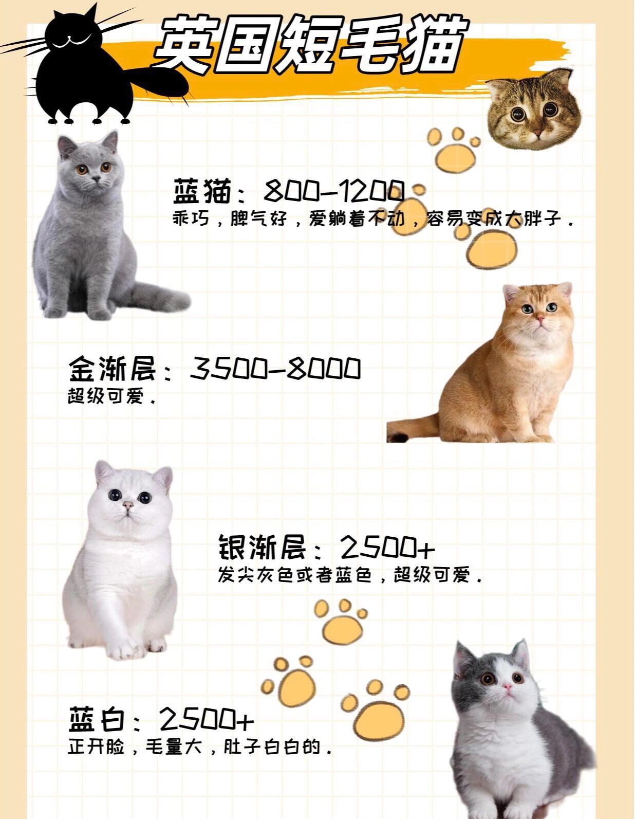 猫咪种类名字图片